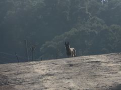 -大姆山草场