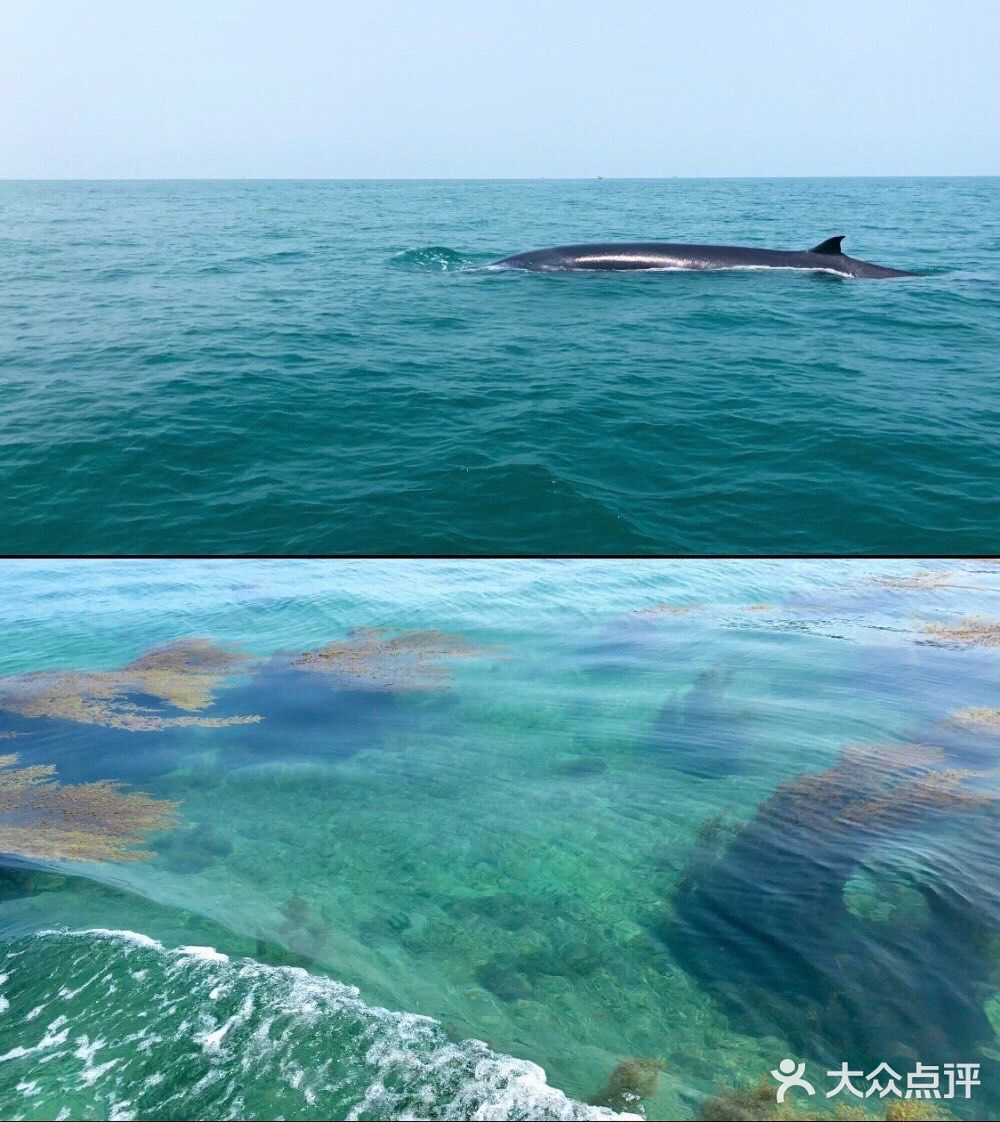 北海➕涠洲岛🌊最全旅游攻略‼️还可以看到鲸鱼🐳