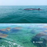 北海➕涠洲岛🌊最全旅游攻略‼️还可以看到鲸鱼🐳