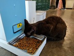 -喵屿·大理花园猫咖