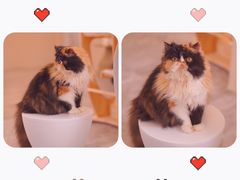 -More Fun猫咖 二十只万元加菲主题