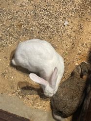 -酷嗒动物文化乐园(cutezoo西溪乐天城店)