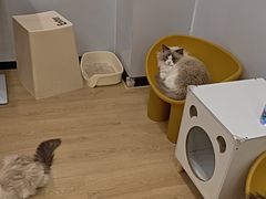 -有喵·猫咖·狗咖·30几只猫10只小狗(岗厦店)