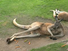 -西霞口神雕山野生动物世界