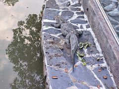 -上海野生动物园