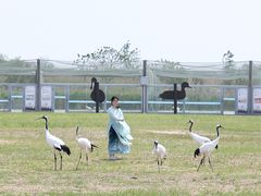 -盐城丹顶鹤湿地生态旅游区