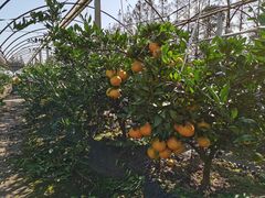 -前小桔亲子创意农场·草莓采摘·露营烧烤