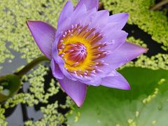 -深圳仙湖植物园