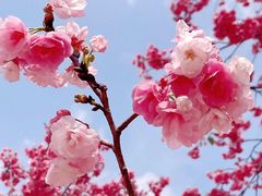 -宜良山后樱花谷