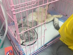 -博特宠物医院24h犬猫全科.骨科·异宠