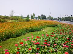 -合肥滨湖国家森林公园