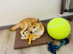 -浣熊柯尔鸭土拨鼠·电玩咖