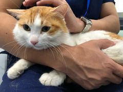 -伟伟宠物医院·CT影像中心·瑞派犬猫综合性门诊(汉口总院)