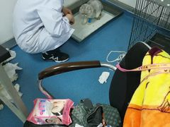 -成都民大动物医院