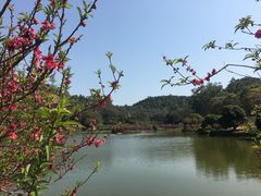 -南国桃园旅游度假区