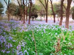 -东坝千亩湖公园
