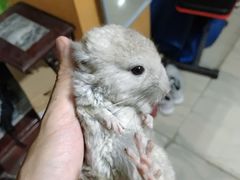 -龙猫仔乐园(惠福东路店)