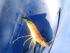 -会江钓鱼钓虾烧烤场