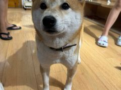 -是阿柴呀！柴犬咖啡·爱喵喵猫咖