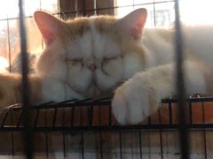 -猫爷的腔调·黔小馆(交大医学住宅区店)
