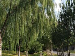 -永定河休闲森林公园