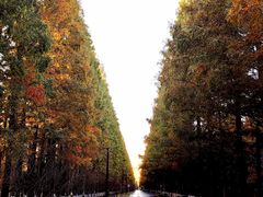 -黄海国家森林公园