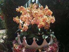 -花之城