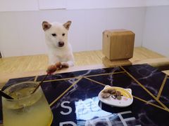 -柴源莊·柴小宠柴犬咖啡