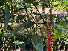 -中国科学院西双版纳热带植物园
