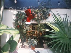 -自由生长植物工作室(深港花卉中心店)