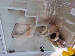 -70cat德文卷毛猫·缅因猫纯种猫舍