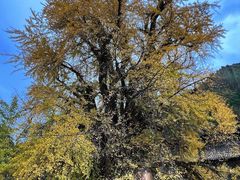 -九寨沟石锅鱼(沣峪口店)