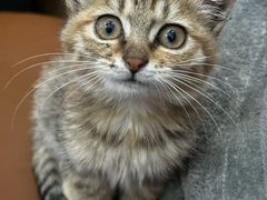 -犟一碗双椒鸡面(得意世界店)