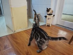 -猫爪屋猫咖(乐汇城店)