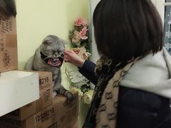 -猫色咖啡·猫咖