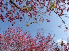-天适樱花悠乐园