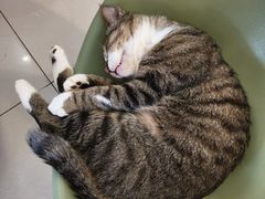 -平行世界·猫咖(首经贸店)