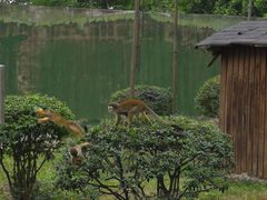 -合肥野生动物园