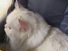 -猫力发电所·宠物专门店