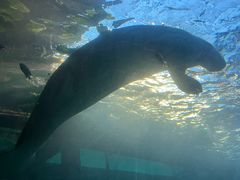 -悉尼海洋生物水族馆