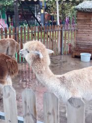 -萌宠亲子动物乐园(槐房万达店)