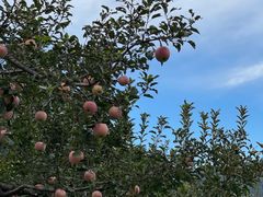 -北京十三陵国家森林公园蟒山景区