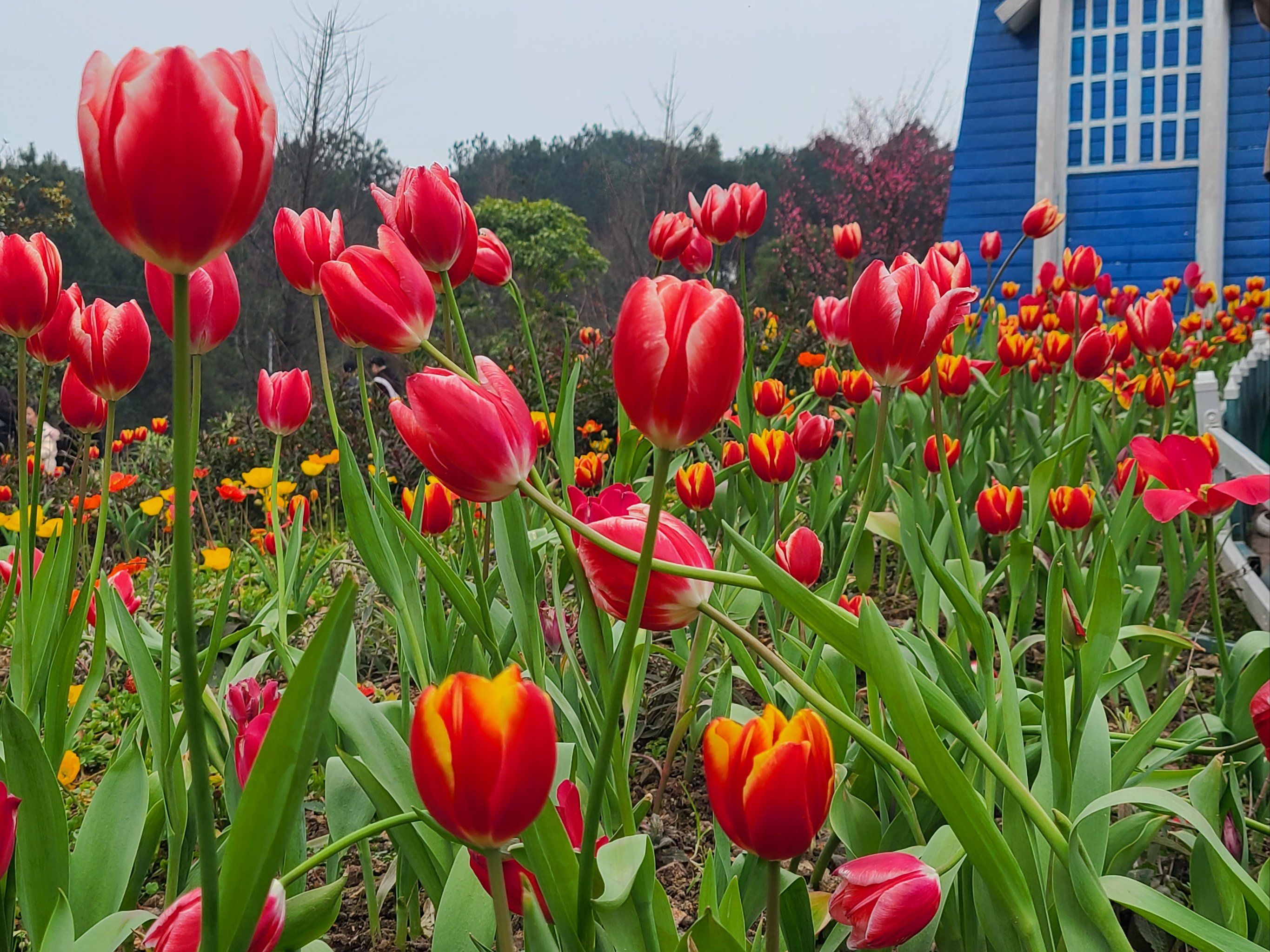 盛开花朵的美景,回忆一些美好风景