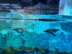 -芜湖新华联大白鲸海洋公园