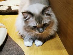 -滚猫咖啡·猫咖·猫友好撸猫(未来城店)