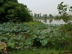 android_upload_pic-艾溪湖湿地公园