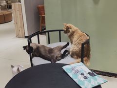 -藏猫猫咖啡主题馆(中央大道店)