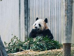 -卧龙中华大熊猫苑神树坪基地