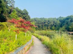 -铁山坪森林公园