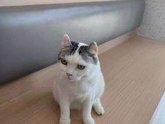 -喵园·猫主题咖啡厅·撸猫·猫咖(国贸店)